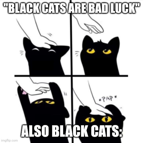 Black cat | "BLACK CATS ARE BAD LUCK"; ALSO BLACK CATS: | image tagged in black cat | made w/ Imgflip meme maker
