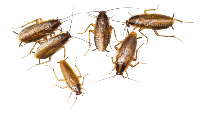 Cockroaches Transparent PNG Blank Meme Template