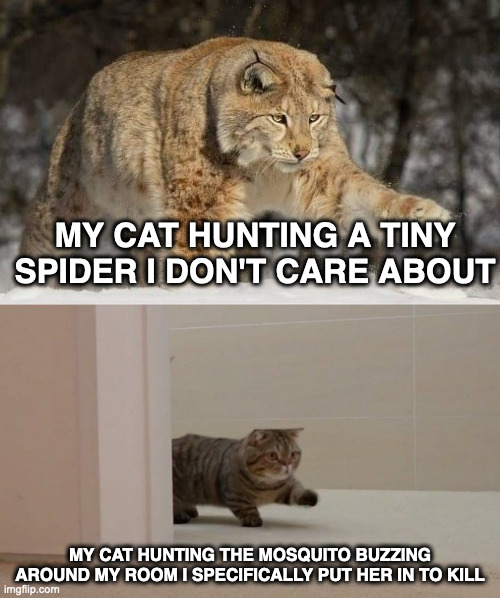 Typical cat behavior | MY CAT HUNTING A TINY SPIDER I DON'T CARE ABOUT; MY CAT HUNTING THE MOSQUITO BUZZING AROUND MY ROOM I SPECIFICALLY PUT HER IN TO KILL | image tagged in big and smol cat | made w/ Imgflip meme maker