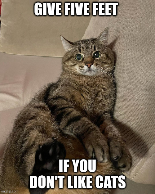 If you don't like cats | GIVE FIVE FEET; IF YOU DON'T LIKE CATS | image tagged in stepan cat | made w/ Imgflip meme maker