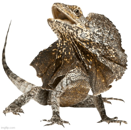 Frilled lizard | image tagged in frilled lizard | made w/ Imgflip meme maker