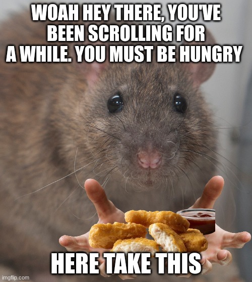 Nice Rat | WOAH HEY THERE, YOU'VE BEEN SCROLLING FOR A WHILE. YOU MUST BE HUNGRY; HERE TAKE THIS | image tagged in funny memes | made w/ Imgflip meme maker