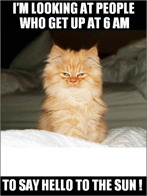 What Is Wrong With Some People ? | I’M LOOKING AT PEOPLE
 WHO GET UP AT 6 AM; TO SAY HELLO TO THE SUN ! | image tagged in cats,confusion,people | made w/ Imgflip meme maker