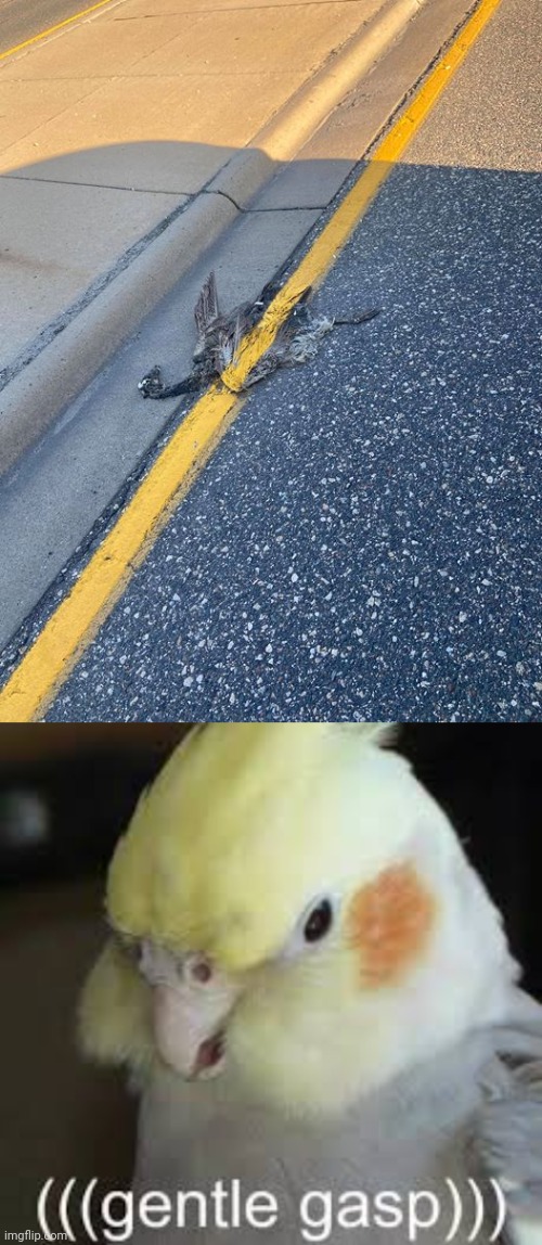 Bird road painted | image tagged in gasp,bird,road,paint,you had one job,memes | made w/ Imgflip meme maker