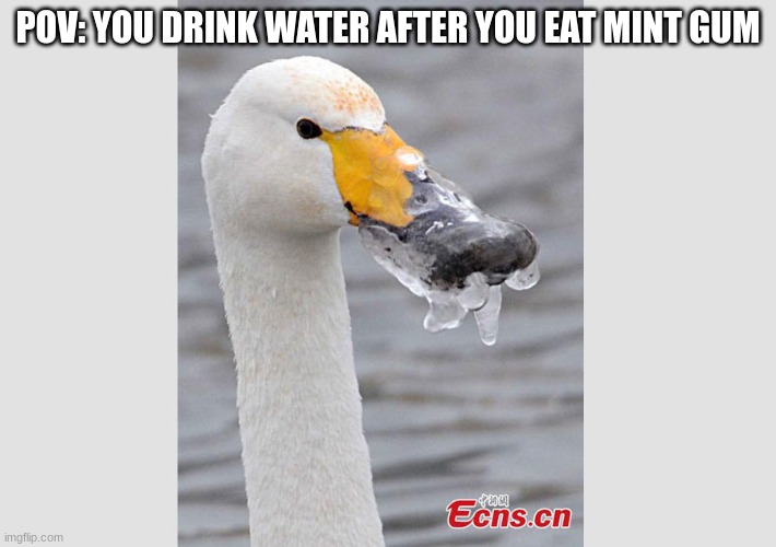 my mouth is frozen | POV: YOU DRINK WATER AFTER YOU EAT MINT GUM | image tagged in duck,frozen,gum,dumb | made w/ Imgflip meme maker