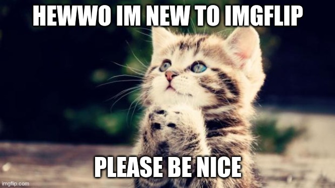 im exicted to share the funny | HEWWO IM NEW TO IMGFLIP; PLEASE BE NICE | image tagged in cute kitten,e | made w/ Imgflip meme maker