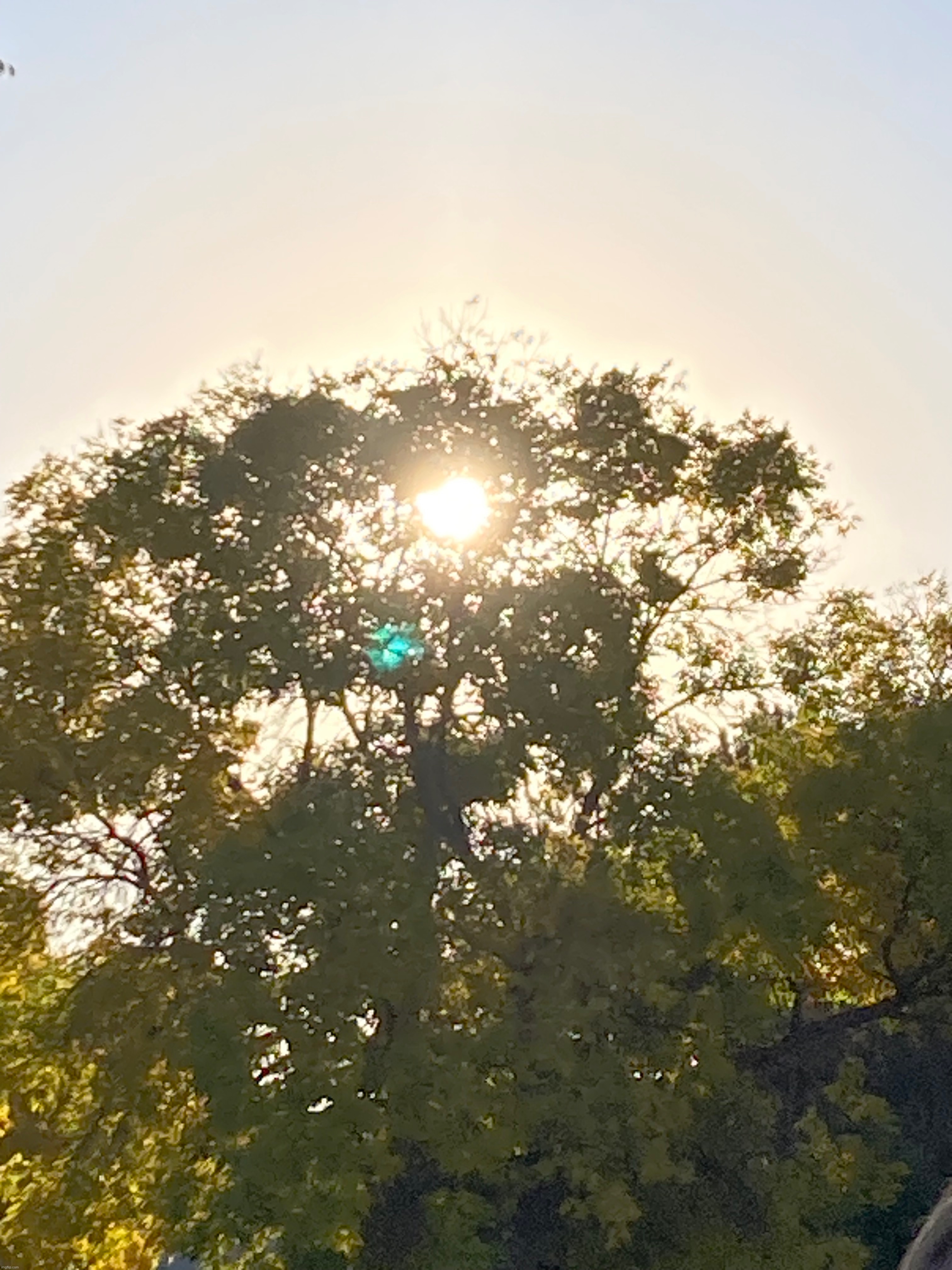 Sun through top of a tree | made w/ Imgflip meme maker