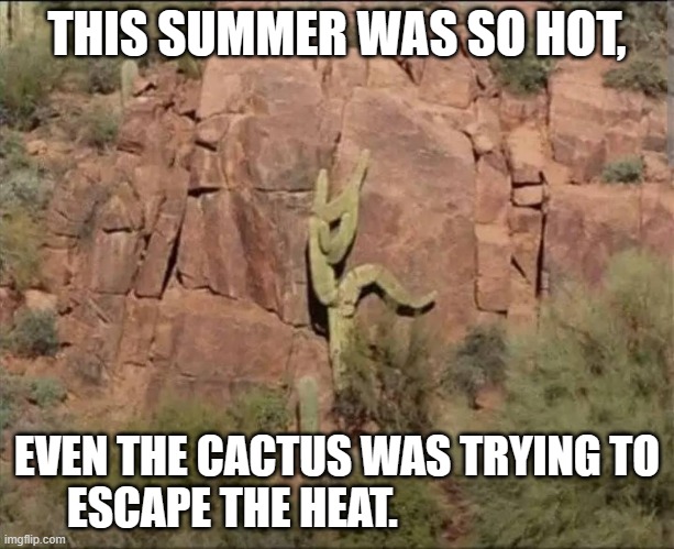 meme by Brad cactus escaping the heat | THIS SUMMER WAS SO HOT, EVEN THE CACTUS WAS TRYING TO ESCAPE THE HEAT. | image tagged in plants | made w/ Imgflip meme maker