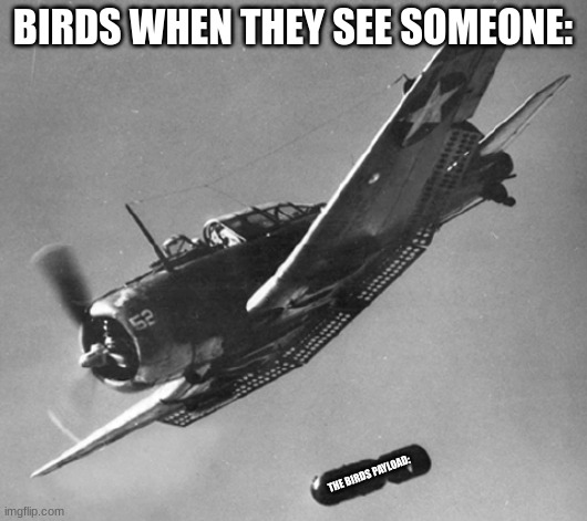 The Birds after/before/during summer | BIRDS WHEN THEY SEE SOMEONE:; THE BIRDS PAYLOAD: | image tagged in dive bomber | made w/ Imgflip meme maker