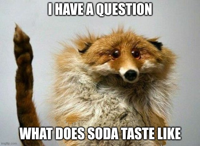 i've never had soda plz tell me what it tastes like | I HAVE A QUESTION; WHAT DOES SODA TASTE LIKE | image tagged in i have a question fox,what does soda taste like,i've never had soda | made w/ Imgflip meme maker