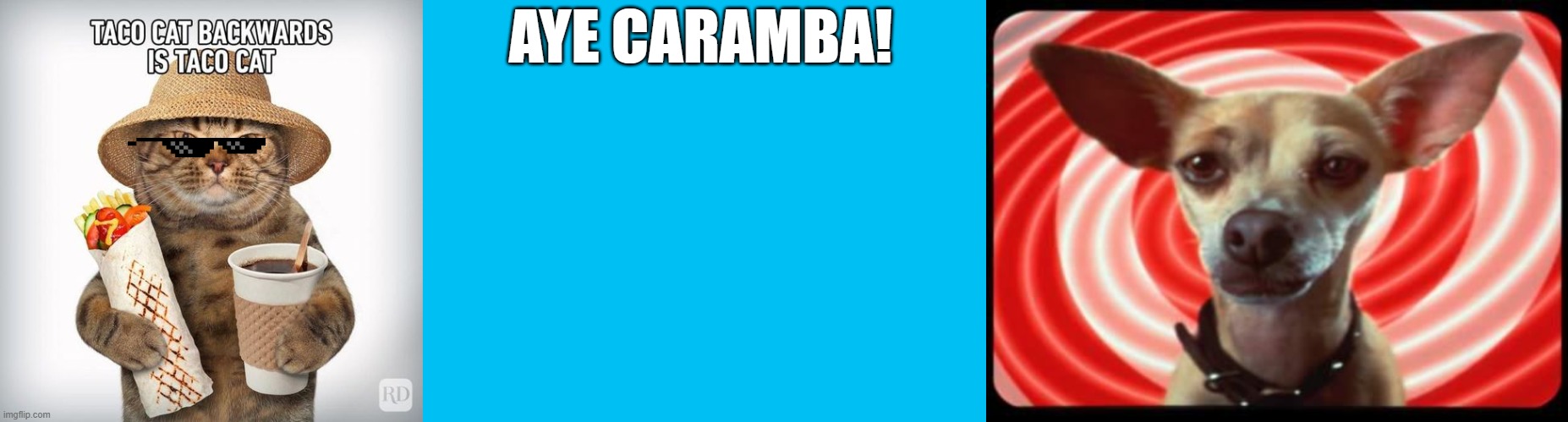 New Mascot in town... | AYE CARAMBA! | image tagged in taco bell dog | made w/ Imgflip meme maker
