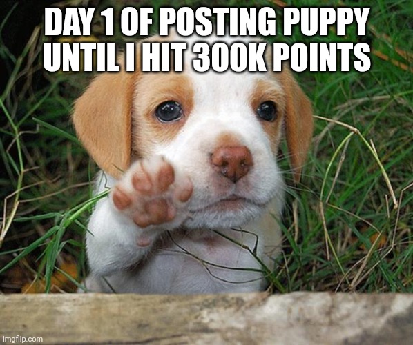 dog puppy bye | DAY 1 OF POSTING PUPPY UNTIL I HIT 300K POINTS | image tagged in dog puppy bye | made w/ Imgflip meme maker