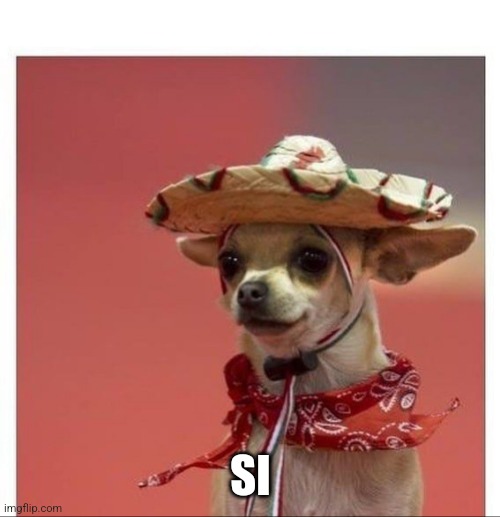 Spanish Dog | SI | image tagged in spanish dog | made w/ Imgflip meme maker