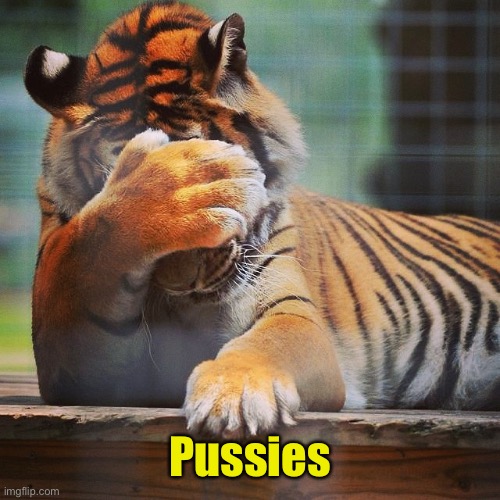 Facepalm Tiger | Pussies | image tagged in facepalm tiger | made w/ Imgflip meme maker