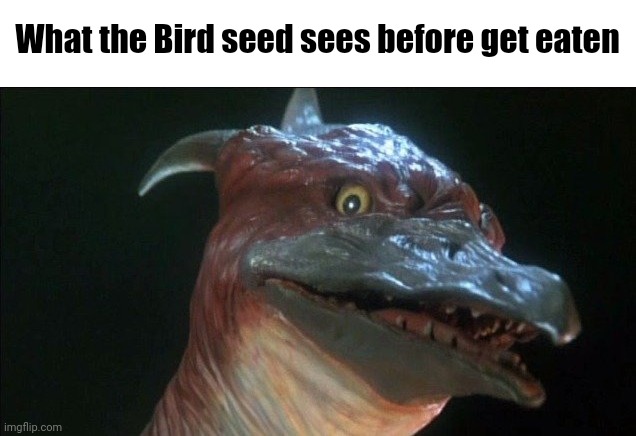 Rodan Meme | What the Bird seed sees before get eaten | image tagged in rodan | made w/ Imgflip meme maker