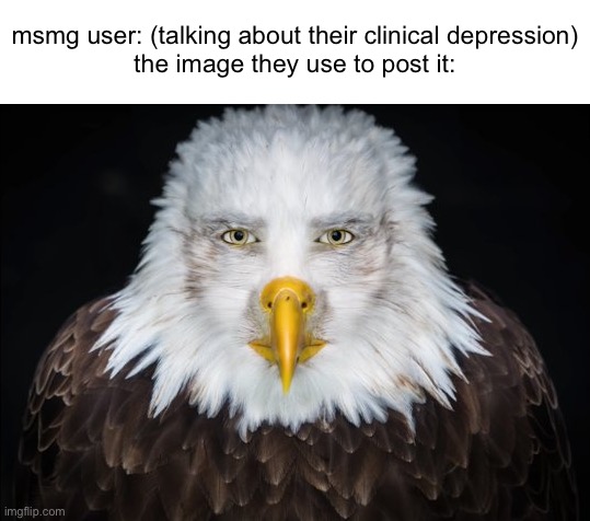 Bald Eagle Stare | msmg user: (talking about their clinical depression)
the image they use to post it: | image tagged in bald eagle stare | made w/ Imgflip meme maker