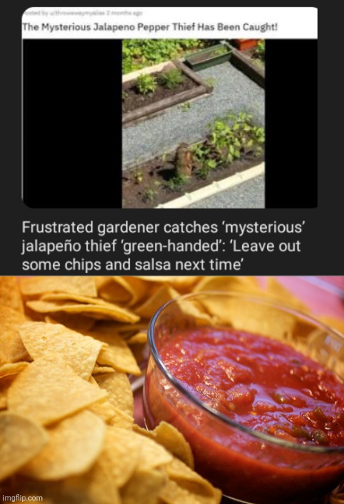 Jalapeño thief | image tagged in chips and salsa,memes,thief,gardener,jalapeno,jalapenos | made w/ Imgflip meme maker