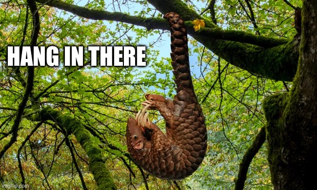 Hang in there ( Pangolin ) | HANG IN THERE | image tagged in hang in there,animal meme,funny animals,animals,funny animal meme,animal | made w/ Imgflip meme maker