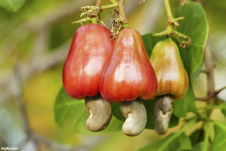 Itchy nuts | image tagged in cashew fruit | made w/ Imgflip meme maker