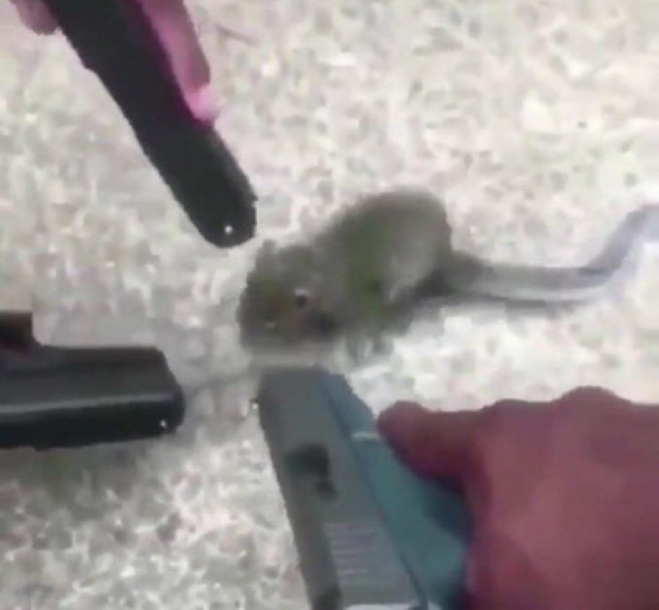 rat with guns pointed to it Blank Meme Template