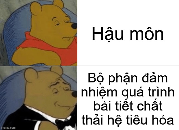 Tuxedo Winnie The Pooh Meme | Hậu môn; Bộ phận đảm nhiệm quá trình bài tiết chất thải hệ tiêu hóa | image tagged in memes,tuxedo winnie the pooh | made w/ Imgflip meme maker