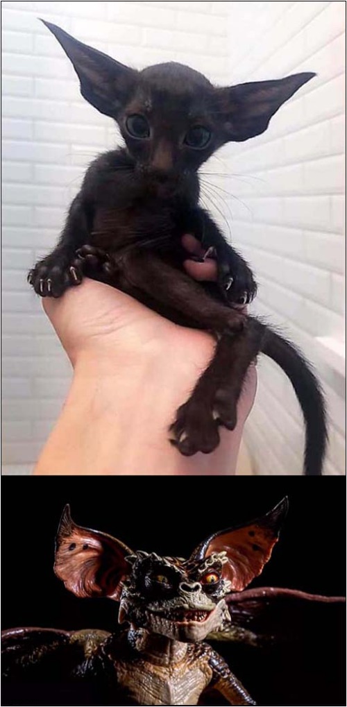 Is It A Cat Or A Gremlin ?  You Decide ! | image tagged in cats,gremlin,you decide | made w/ Imgflip meme maker