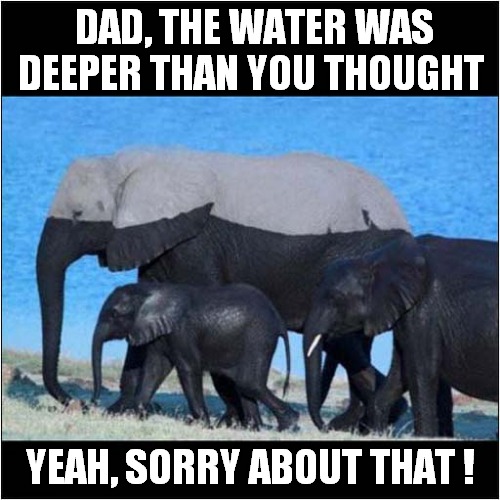 Coming Back From The Waterhole | DAD, THE WATER WAS DEEPER THAN YOU THOUGHT; YEAH, SORRY ABOUT THAT ! | image tagged in elephants,waterhole,too deep | made w/ Imgflip meme maker