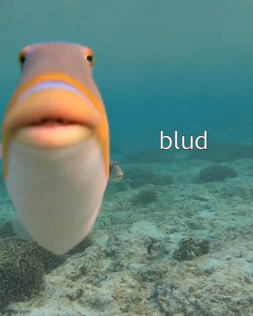 staring fish | blud | image tagged in staring fish | made w/ Imgflip meme maker