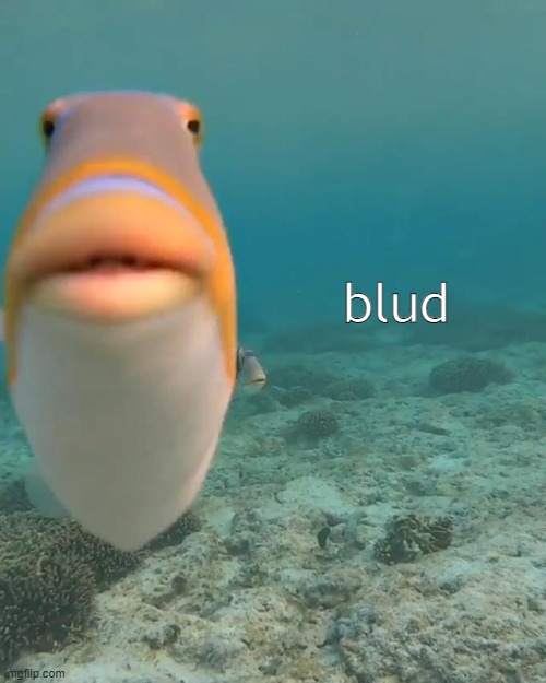 Staring fish blud Blank Meme Template