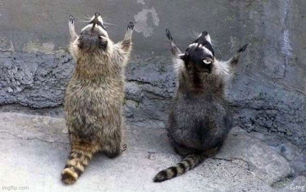 Raccoon Worshipping | image tagged in raccoon worshipping | made w/ Imgflip meme maker