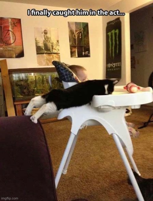 Effort Level: Pro | image tagged in funny,cat,meme,food thief | made w/ Imgflip meme maker