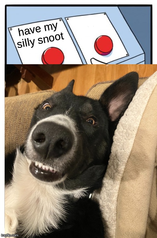 Apollo interrupting the meme | have my silly snoot | image tagged in memes,two buttons | made w/ Imgflip meme maker