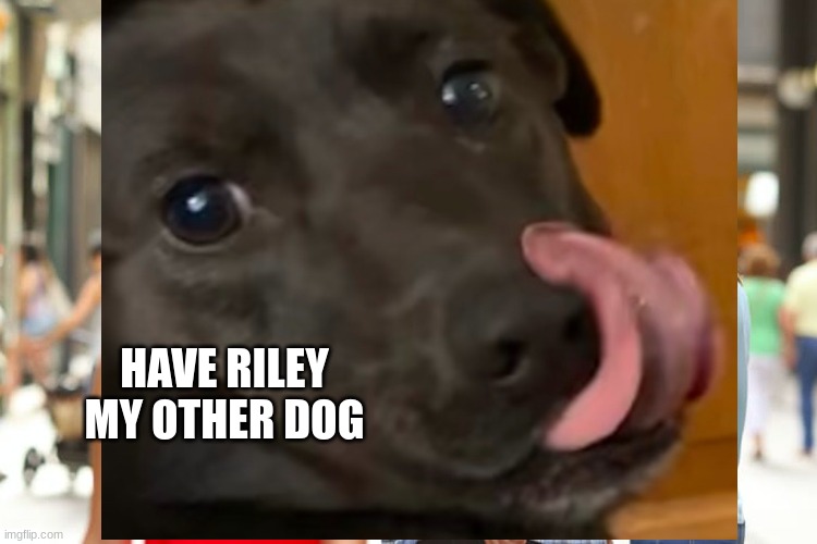 Riley my other dog interrupting the meme | HAVE RILEY MY OTHER DOG | image tagged in memes,distracted boyfriend | made w/ Imgflip meme maker