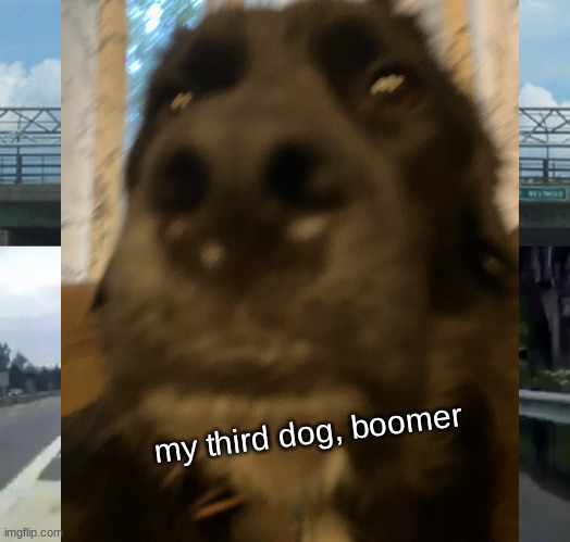 my third dog, boomer, also interrupting the meme | my third dog, boomer | image tagged in memes,left exit 12 off ramp | made w/ Imgflip meme maker