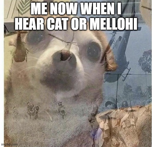 The discs man... | ME NOW WHEN I HEAR CAT OR MELLOHI | image tagged in ptsd chihuahua | made w/ Imgflip meme maker
