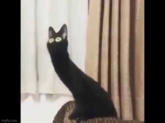 Long cat | made w/ Imgflip meme maker