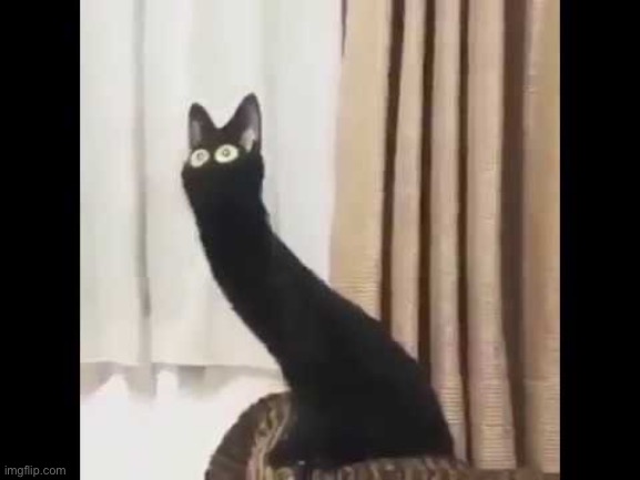 High Quality Long cat Blank Meme Template