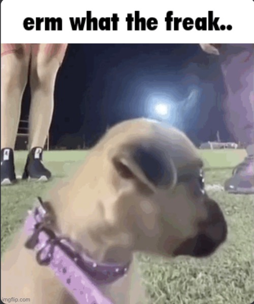 Erm what the freak dog | image tagged in erm what the freak dog | made w/ Imgflip meme maker