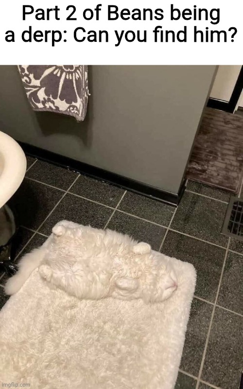 I have to be careful where I step ? | Part 2 of Beans being a derp: Can you find him? | image tagged in cat,derp,derpy,carpet | made w/ Imgflip meme maker