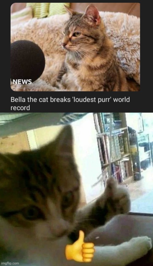 World Record: Loudest purr | image tagged in cat thumbs up,cats,cat,memes,world record,purr | made w/ Imgflip meme maker