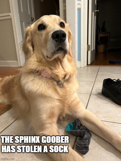 the sneaky sphinx goober strikes again | THE SPHINX GOOBER HAS STOLEN A SOCK | image tagged in dogs,memes | made w/ Imgflip meme maker