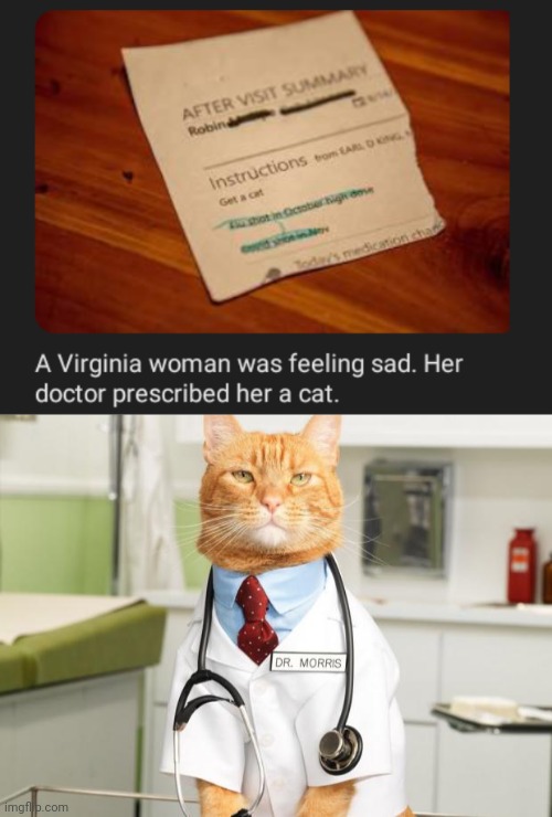 Cat | image tagged in cat doctor,cats,cat,memes,prescription,prescribed | made w/ Imgflip meme maker