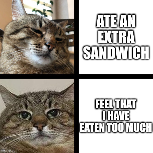 Why sandwiches are so delicious? | ATE AN EXTRA SANDWICH; FEEL THAT I HAVE EATEN TOO MUCH | image tagged in stepan cat,sandwiche,too much,cat | made w/ Imgflip meme maker