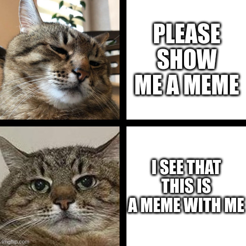 With me | PLEASE SHOW ME A MEME; I SEE THAT THIS IS A MEME WITH ME | image tagged in stepan cat,meme | made w/ Imgflip meme maker