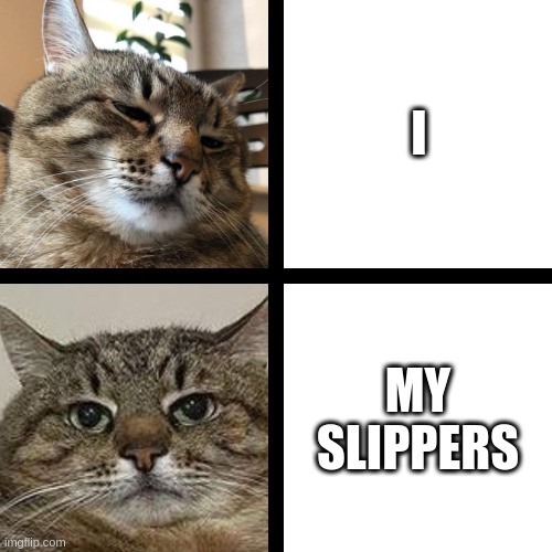 My slippers | I; MY SLIPPERS | image tagged in stepan cat,cat | made w/ Imgflip meme maker
