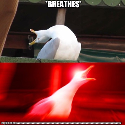 BOY seagull | *BREATHES* YIPEEEEEEEEEEEEEEEEEEEEEEEEEEEEEEEEEEEEEEEEEEEEEEEEEEEEEEEEEEEEEEEEEEEEEEEEEEEEEEEEEEEEEEEEEEEEEEEEEEEEEEEEEEEEEEEEEEEEEEEEEEEEEE | image tagged in boy seagull | made w/ Imgflip meme maker