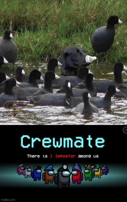 Very clever doggo | made w/ Imgflip meme maker