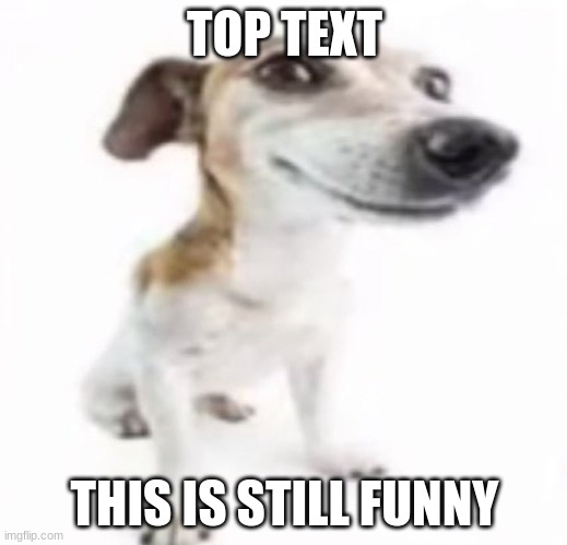 Jack Russell terrier stock photo | TOP TEXT THIS IS STILL FUNNY | image tagged in jack russell terrier stock photo | made w/ Imgflip meme maker
