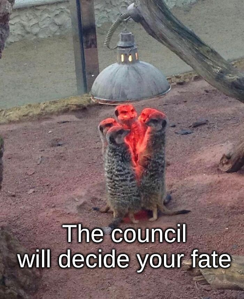 Meerkat the council will decide your fate Blank Meme Template