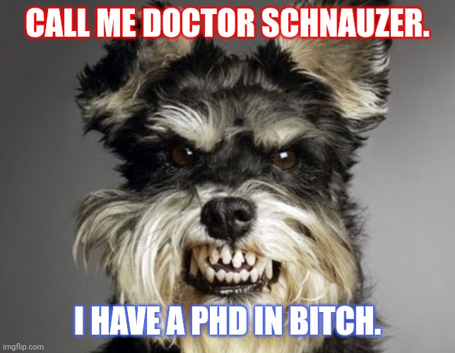 Mean dog | CALL ME DOCTOR SCHNAUZER. I HAVE A PHD IN BITCH. | image tagged in mean dog | made w/ Imgflip meme maker